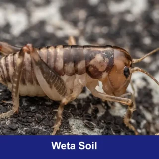 Weta Soil