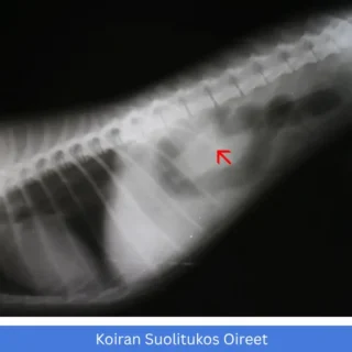Koiran suolitukos oireet
