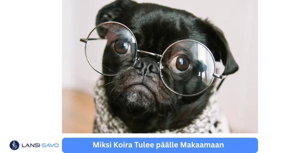 Miksi koira tulee päälle makaamaan