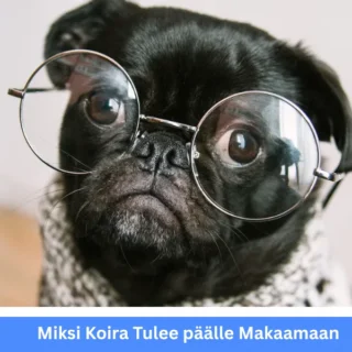 Miksi koira tulee päälle makaamaan